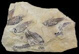 Fossil Fish (Gosiutichthys) Multiple Plate - Lake Gosiute #56777-1
